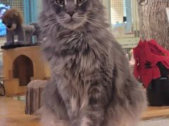 -猫小院猫主题咖啡厅(北锣店)