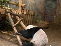 -深圳野生动物园