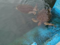 -广东惠东海龟国家级自然保护区