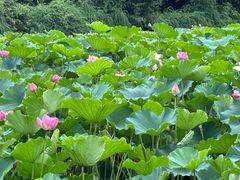 -龙头寺公园