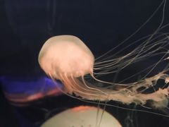 -重庆欢乐海底世界