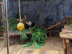 -深圳野生动物园