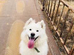 -宠福鑫康馨动物医院·骨科·眼科