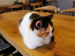 -平行世界·猫咖(首经贸店)