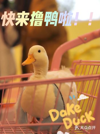 宝藏探长｜看见鸭鸭的一瞬间其他一切都不香啦！