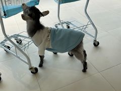 -怪兽屋·羊驼·猫咖·狗咖(俊华广场店)