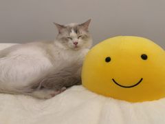 -有喵·猫咖·狗咖·30几只猫10只小狗(岗厦店)