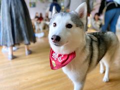 -Husky Go! 哈士奇体验馆·宠物咖啡厅狗咖
