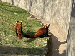 -合肥野生动物园