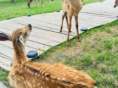 -北京鹿世界主题园