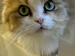 -十月米努特矮脚猫舍