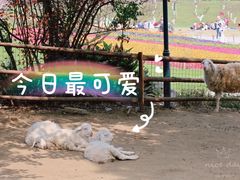 -秀丽东方