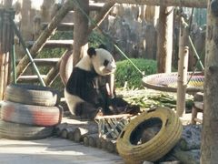 -大连森林动物园