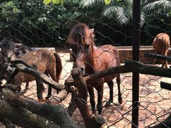 -海南热带野生动植物园