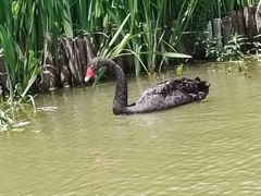 -荷兰花海