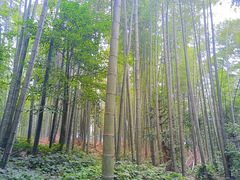 -蜀南竹海景区