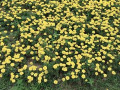 -庐山风景区花径公园