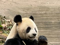 -都江堰中华大熊猫苑