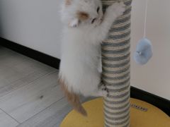 -平行世界·猫咖(首经贸店)