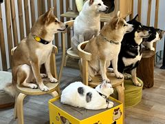 -柴迷FANS CLUB·柴犬狗咖·猫咖