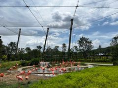 -新加坡飞禽公园