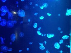 -锦艺城海洋馆