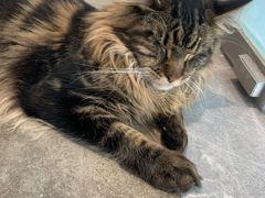 -瞄一喵猫咖(格力海岸店)