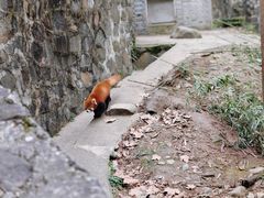 -都江堰中华大熊猫苑