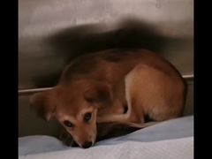 -艾贝尔宠物医院·24H转诊中心·肿瘤猫专科(江宁双龙店)