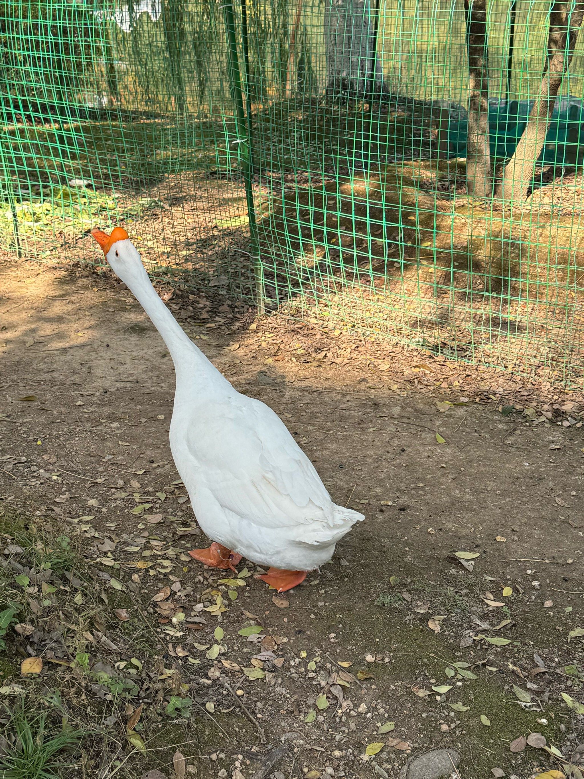 万里学院的大鹅很凶