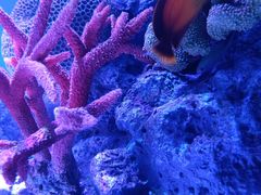 -暹罗海洋世界