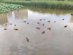 -前关湿地公园