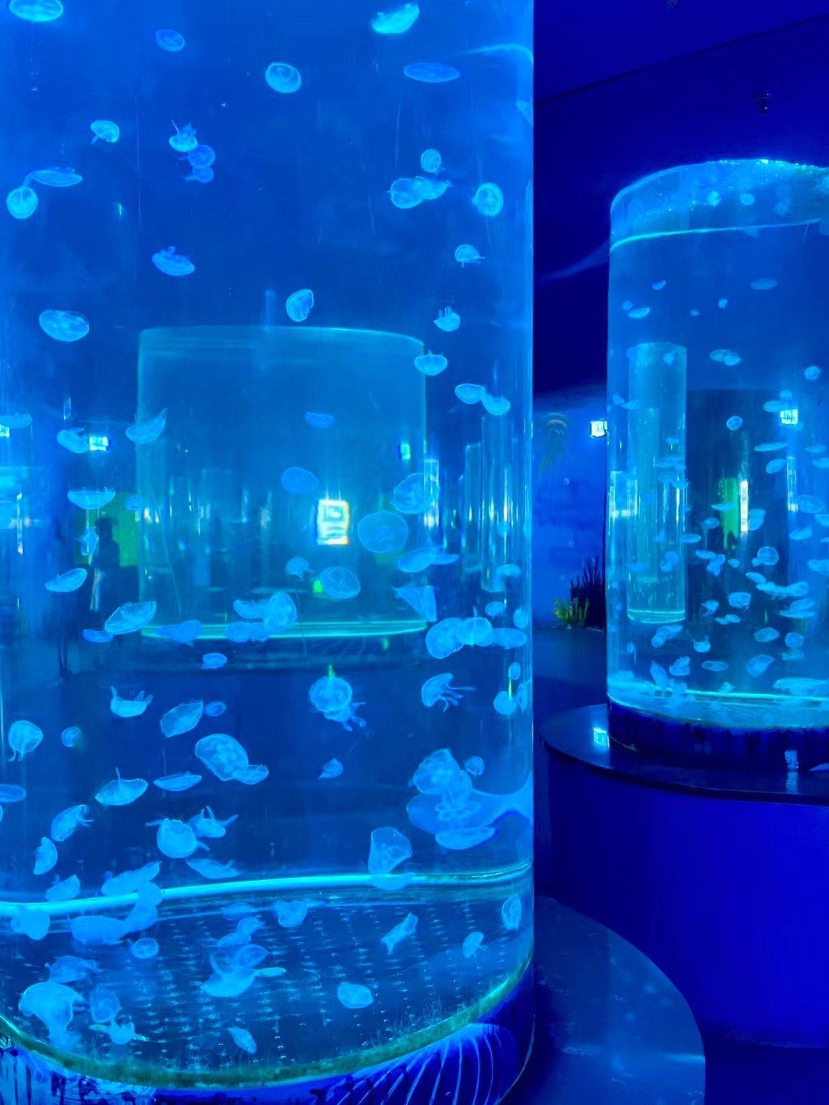呼和浩特海洋馆|蓝色的好治愈980098