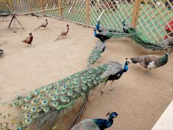 -萌宠亲子动物乐园(槐房万达店)