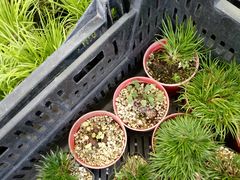 -龙大花卉苗木市场