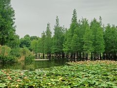 -白鹭湾湿地公园