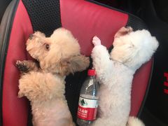 -FAELING PETS美天灵宠物(富力广场店)