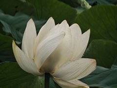 -莲池书院博物馆