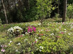 -铁山坪森林公园