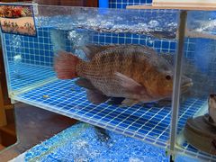 -永記粤菜·五指毛桃花雕鸡煲(九亭店)
