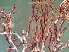 -绮丽珊瑚博物馆(台东店)