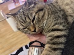 -安安宠医·臻爱宠物医院·宠保定点(营门口路分院)