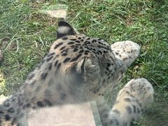 -青藏高原野生动物园