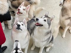 -星多哈·狗咖·拼豆·咖啡