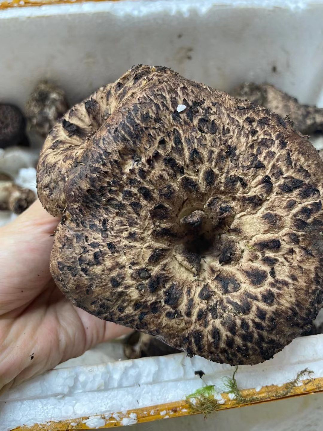 菌中皇后,黑虎掌菌,菌香浓厚