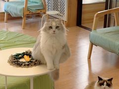 -MOYOYO猫咪咖啡店