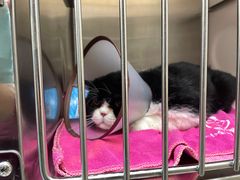 -瑞鹏宠物医院犬猫全科(真大分院)