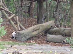景点-成都大熊猫繁育研究基地