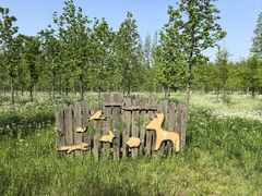 -黄海国家森林公园