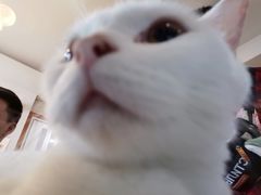 -万小咖.猫咖(中山路天虹店)
